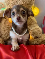 Lola , a female Chihuahua and Miniature Dachshund for sale in Moreno Valley, CA – Photo 2 of 3