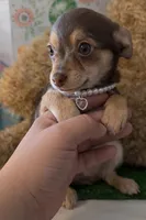 Lola , a female Chihuahua and Miniature Dachshund for sale in Moreno Valley, CA – Photo 1 of 3