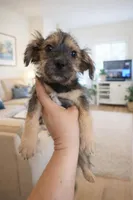 shorkie girl 2 , a female Shih Tzu and Yorkshire Terrier for sale in Moreno Valley, CA – Photo 2 of 3