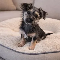 shorkie girl 05, a female Shih Tzu and Yorkshire Terrier for sale in Moreno Valley, CA – Photo 1 of 3