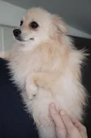 Pomchi boy 3 , a male Chihuahua and Pomeranian for sale in Moreno Valley, CA – 5 of 5