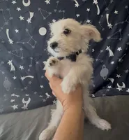 Yorkie chihuahua boy , a male Chihuahua and Yorkshire Terrier for sale in Moreno Valley, CA – 4 of 6