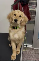 Golden retriever cocker spaniel , a male Golden Retriever for sale in Moreno Valley, CA – Photo 4 of 4