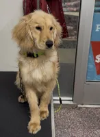 Golden retriever cocker spaniel , a male Golden Retriever for sale in Moreno Valley, CA – Photo 3 of 4