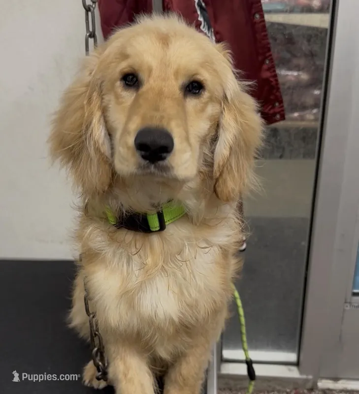 Golden retriever cocker spaniel 