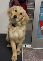 Golden retriever cocker spaniel , a male Golden Retriever for sale in Moreno Valley, CA – Photo 2 of 4