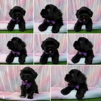 Maltipoo Girl Olivia, a female Maltese and Poodle - Toy  for sale in Moreno Valley, CA – 2 of 2