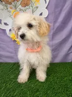 Daisy, a female Maltipoo for sale in Moreno Valley, CA – Photo 3 of 4
