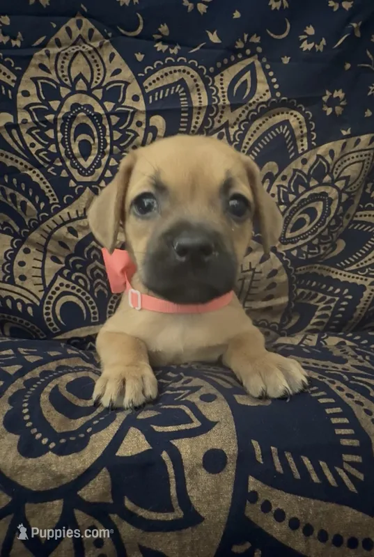     Frenchie Doxie Cutie Girl  – French Bulldog, Miniature Dachshund puppy for sale in Moreno Valley, CA