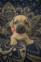     Frenchie Doxie Cutie Girl , a female French Bulldog and Miniature Dachshund for sale in Moreno Valley, CA – 1 of 7