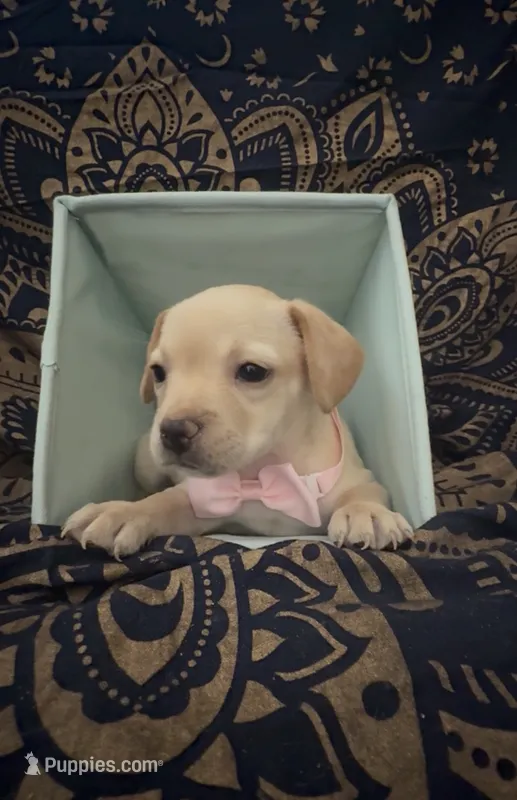     Short & Sweet Frenchie Dachshund Girl – French Bulldog, Miniature Dachshund puppy for sale in Moreno Valley, CA