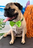 Pug 7months potty trained , a male Pug for sale in Moreno Valley, CA – 2 of 4