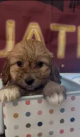 Puppy girl 04 , a female Maltipoo and Basset Hound for sale in Moreno Valley, CA – 4 of 5