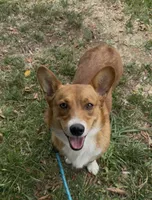 Sweet corgi boy , a male Cardigan Welsh Corgi and Pembroke Welsh Corgi for sale in Moreno Valley, CA – 3 of 4