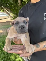 ICCF Registered Cane Corso Male #7, a male Cane Corso for sale in Moreno Valley, CA – 2 of 5