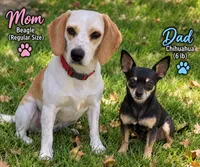     💕 SWEETEST TINY CHEAGLE GIRL — READY TO STEAL YOUR HEART 🐾, a female Beagle and Chihuahua for sale in Moreno Valley, CA – 3 of 3