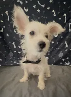 Yorkie chihuahua boy , a male Chihuahua and Yorkshire Terrier for sale in Moreno Valley, CA – 5 of 6