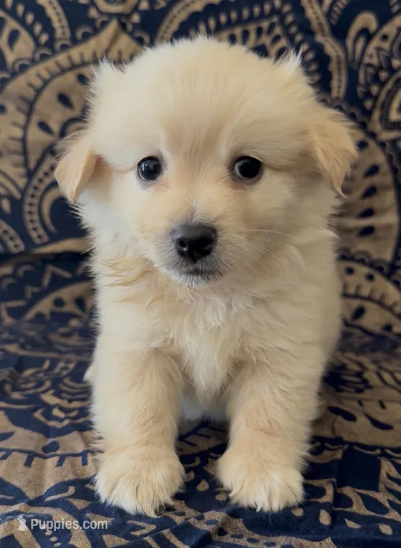 Pomchi boy 3  – Chihuahua, Pomeranian puppy for sale in Moreno Valley, CA