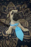     Frenchie Dachshund “French Bull Weenie” Boy, a male French Bulldog and Miniature Dachshund for sale in Moreno Valley, CA – 4 of 9
