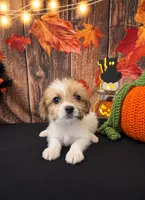 SHIH TZU × TOY POODLE — SHIH-POO Girl, a female Shih Tzu and Poodle - Toy  for sale in Moreno Valley, CA – 3 of 3