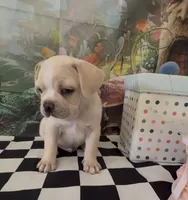 Frenchy pug  , a male French Bulldog and Pug for sale in Moreno Valley, CA – 3 of 8