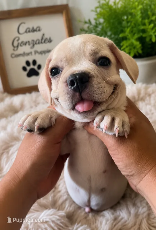 Cream Boston Terrier × Pug Puppy – Boston Terrier, Pug puppy for sale in Moreno Valley, CA