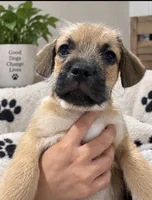 Frenchypoo boy 2 , a male French Bulldog and Poodle - Miniature  for sale in Moreno Valley, CA – 1 of 2