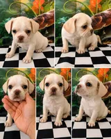  french bull dog  pug male 02, a male French Bulldog and Pug for sale in Moreno Valley, CA – 3 of 3