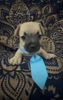     Frenchie Dachshund “French Bull Weenie” Boy, a male French Bulldog and Miniature Dachshund for sale in Moreno Valley, CA – 5 of 9