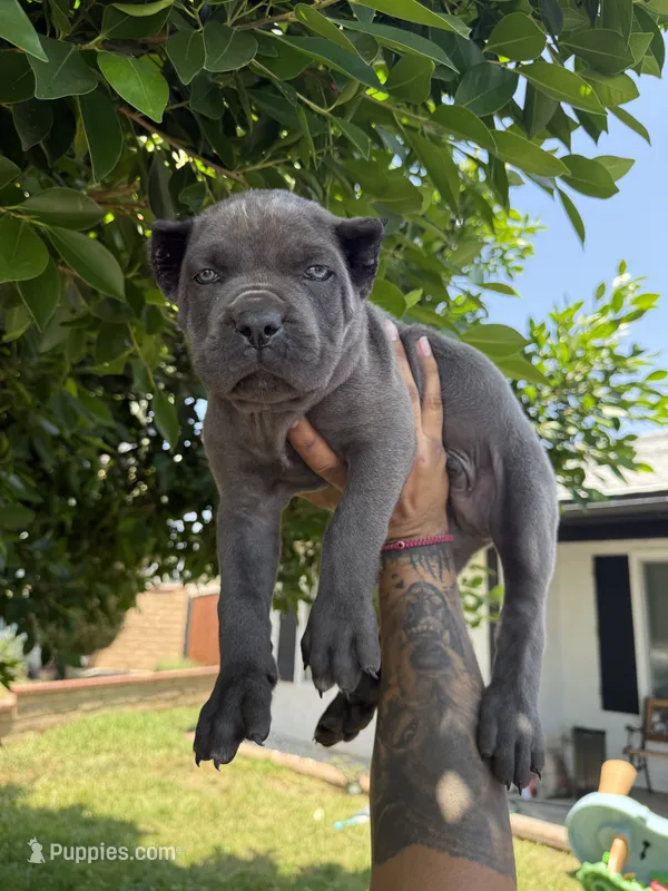 Cane corso boy 02 – Cane Corso puppy for sale in Moreno Valley, CA