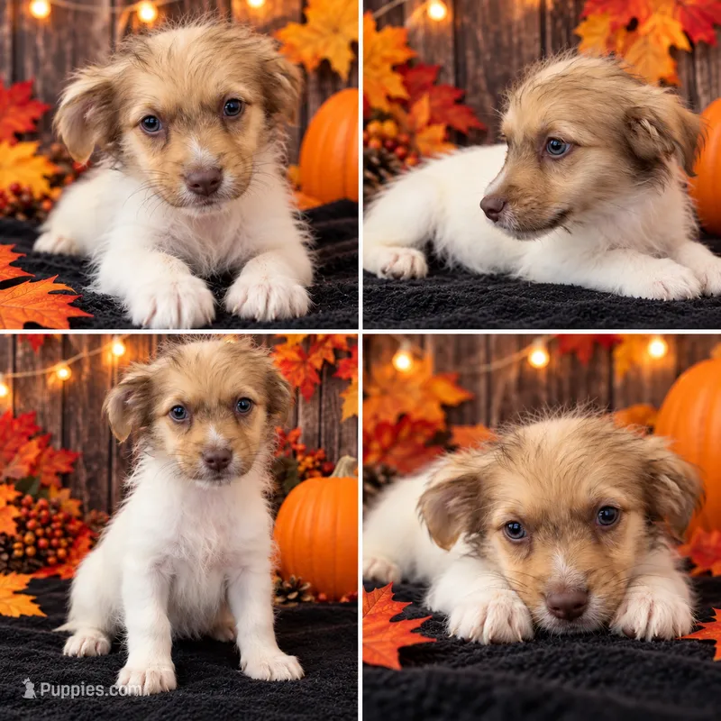🐾 Double the Cuteness! Meet Our Adorable Schnoodle Twin Brother💙 2 – Miniature Schnauzer, Poodle - Toy  puppy for sale in Moreno Valley, CA