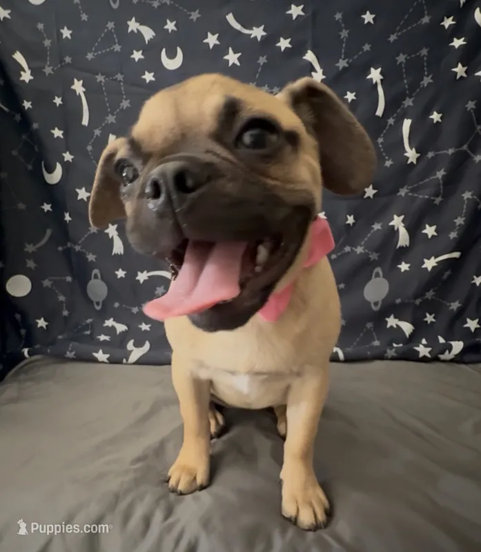 Adorable Pug Boston Terrier Girl 01 – Boston Terrier, Pug puppy for sale in Moreno Valley, CA
