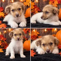 SWEET SCHNOODLE BOY TWIN - 2, a male Schnoodle for sale in Moreno Valley, CA – 1 of 1