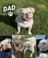   🐾 Tiny Cream Boston Terrier × Pug Puppy Full of Love!, a male Boston Terrier and Pug for sale in Moreno Valley, CA – 5 of 5