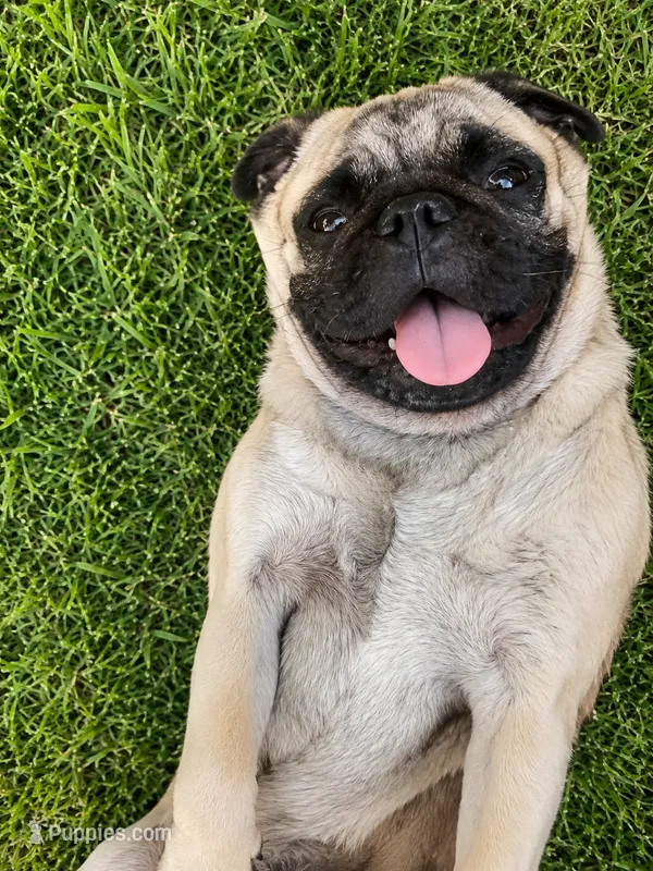 Pug 8 month  potty trained  – Pug puppy for sale in Moreno Valley, CA