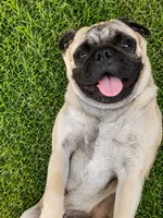 Pug 8 month  potty trained , a male Pug for sale in Moreno Valley, CA – 1 of 6