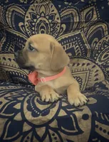     Frenchie Doxie Cutie Girl , a female French Bulldog and Miniature Dachshund for sale in Moreno Valley, CA – 2 of 7