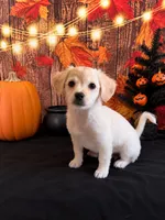 CREAM-COLORED CUTIE — SWEET & SPUNKY HAVANESE MIX!, a male Havanese and Maltese for sale in Moreno Valley, CA – 2 of 3