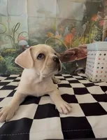 Frenchy pug  , a male French Bulldog and Pug for sale in Moreno Valley, CA – 8 of 8