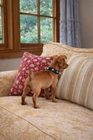 Small Red min pin , a male Chihuahua and Miniature Pinscher for sale in Moreno Valley, CA – Photo 2 of 5