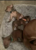 Small Red min pin , a male Chihuahua and Miniature Pinscher for sale in Moreno Valley, CA – Photo 3 of 5