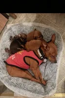 Small Red min pin , a male Chihuahua and Miniature Pinscher for sale in Moreno Valley, CA – Photo 4 of 5