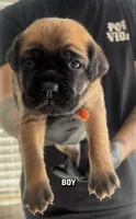 Cane corso boy 05, a male Cane Corso for sale in Moreno Valley, CA – Photo 1 of 3