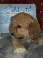 Puppy girl 04 , a female Maltipoo and Basset Hound for sale in Moreno Valley, CA – 5 of 5