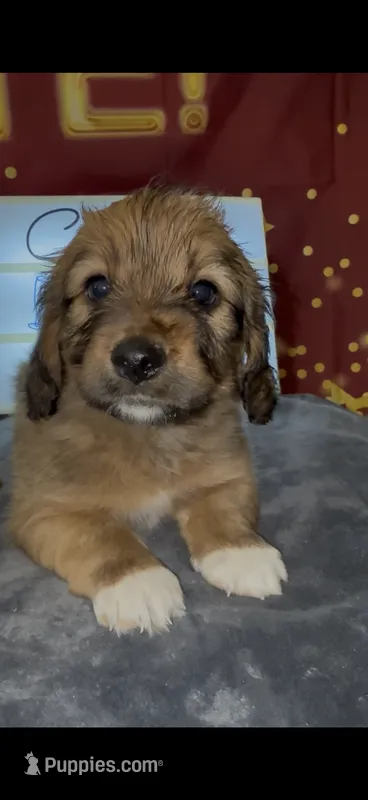 Basset doodles girl 03  – Maltipoo, Basset Hound puppy for sale in Moreno Valley, CA