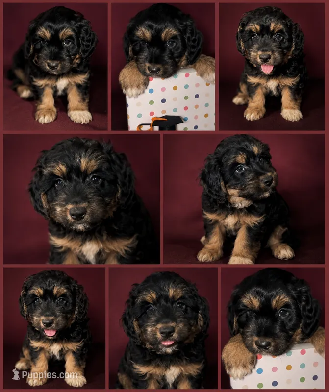 Bassetoddle boy 06  – Maltipoo, Basset Hound puppy for sale in Moreno Valley, CA