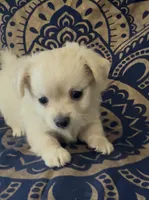 Pomchi girl , a female Pomchi for sale in Moreno Valley, CA – 1 of 5