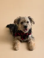 Emotional Support Superstar – 8lb Yorkie Shih Tzu Girl, a female Shih Tzu and Yorkshire Terrier for sale in Moreno Valley, CA – 1 of 1