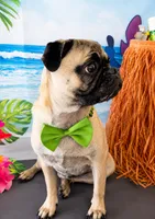 Little bear loves oranges 🍊 , a male Pug for sale in Moreno Valley, CA – 3 of 4