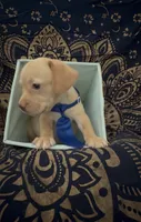     One-of-a-Kind Frenchie Weenie Puppy Boy, a male French Bulldog and Miniature Dachshund for sale in Moreno Valley, CA – 2 of 9